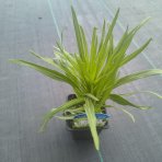 Šuškarda klasnatá (Liatris spicata) ´FLORISTAN WEISS´ - kont. P9